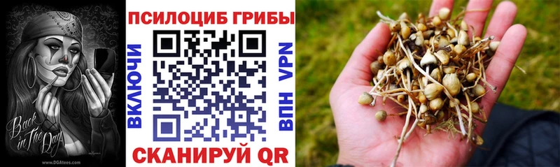 Галлюциногенные грибы Psilocybe Барабинск